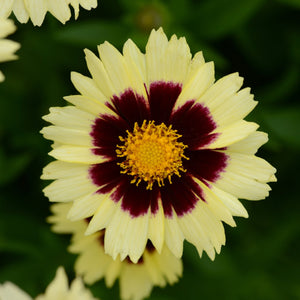 Coreopsis