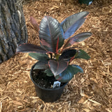 Rubber Tree