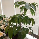 Umbrella Plant