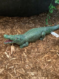 Alligator