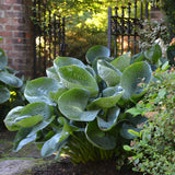 Hosta