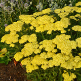 Yarrow