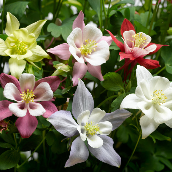 Columbine