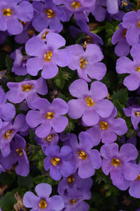 Bacopa