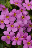 Bacopa