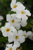 Bacopa