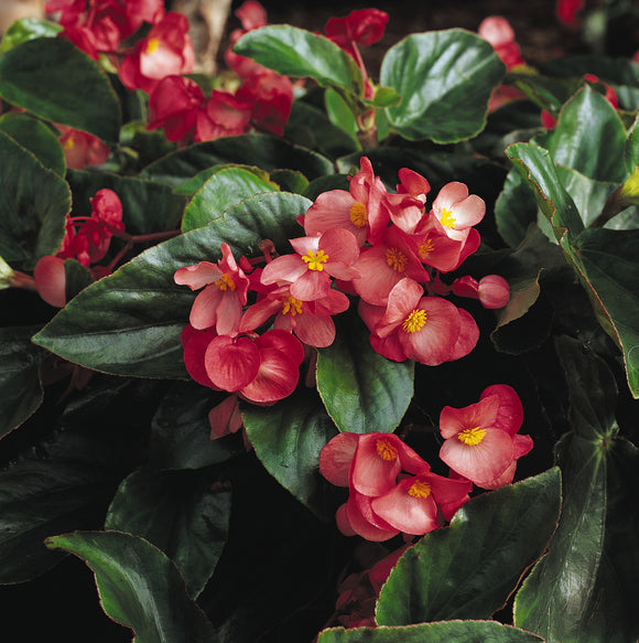 Begonia