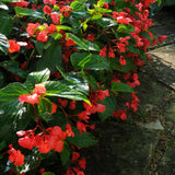 Begonia