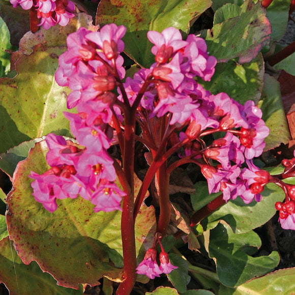 Bergenia (Elephant Ears)