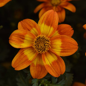 Bidens