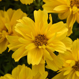 Bidens