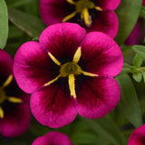 Calibrachoa (Million Bells)