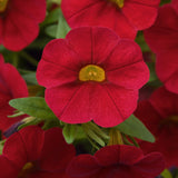 Calibrachoa (Million Bells)