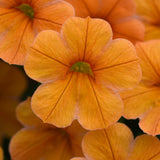 Calibrachoa (Million Bells)