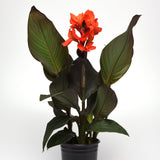 Canna Lily