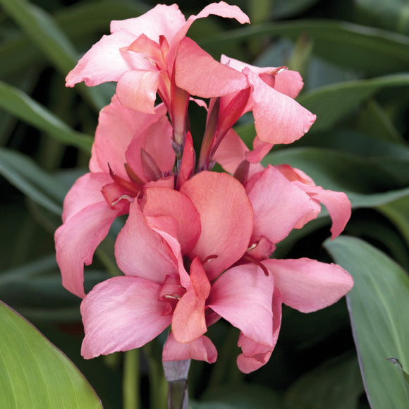 Canna Lily