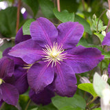 Clematis