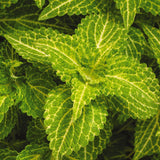 Coleus