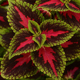 Coleus