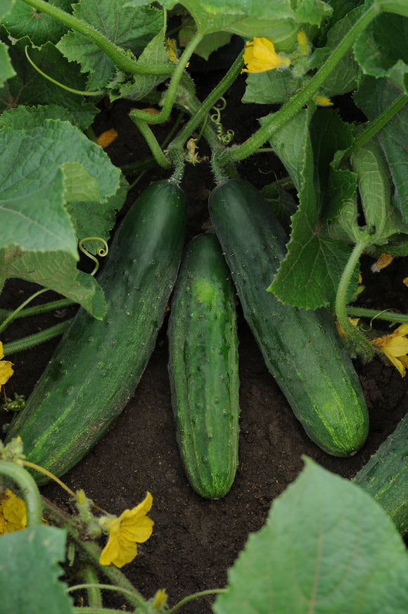 Cucumber