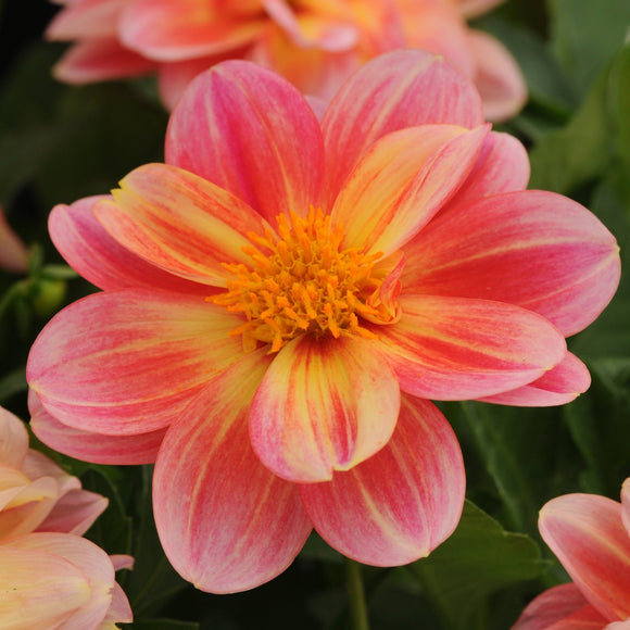 Dahlia