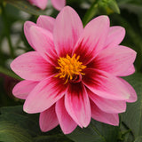 Dahlia