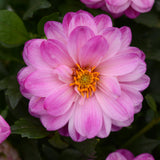 Dahlia