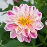 Dahlia