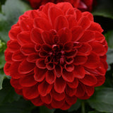 Dahlia