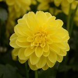 Dahlia