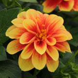 Dahlia