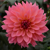 Dahlia