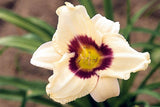 Daylily