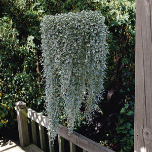 Dichondra