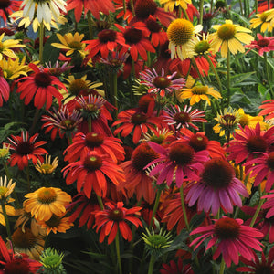 Coneflower