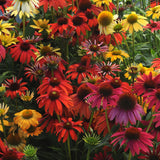 Coneflower