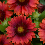 Blanket Flower