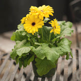 Gerbera Daisy