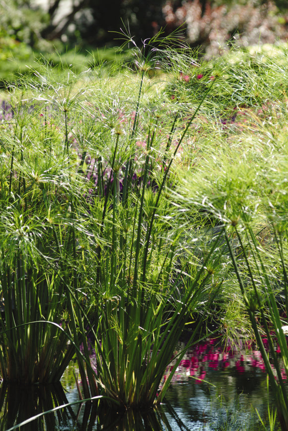 Papyrus Grass - King Tut