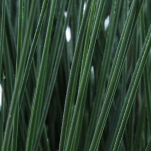Juncus ColourGrass Blue Arrows