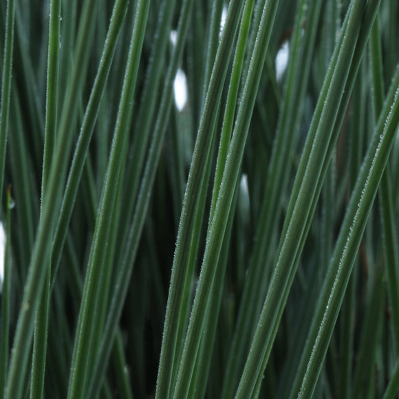 Juncus ColourGrass Blue Arrows