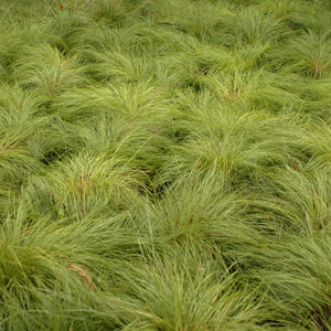 Prairie Dropseed