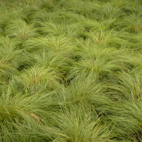 Prairie Dropseed