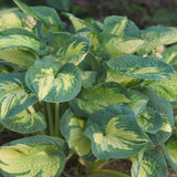 Hosta