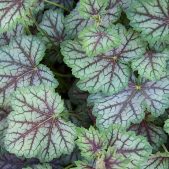 Coral Bells