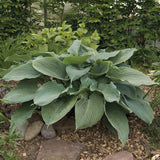 Hosta