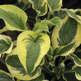 Hosta