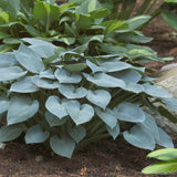 Hosta