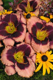 Daylily