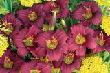 Daylily